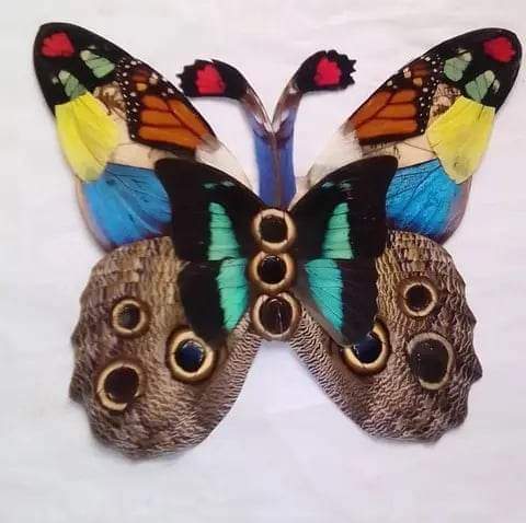 BlueChipz7's tweet photo. A butterfly of butterflies. Get it? Look closer... #BlockchainArt #CryptoArt #ArtistOnTwitter #ArtistsOfTwitter #ArtGallery #ArtWork #XArt #CelestialCommunity #CelestialArt #ArtCollections #BTC #ETH #SOL #PEPE #PepeArmy #Blockchain https://t.co/YNOAWxwc2q