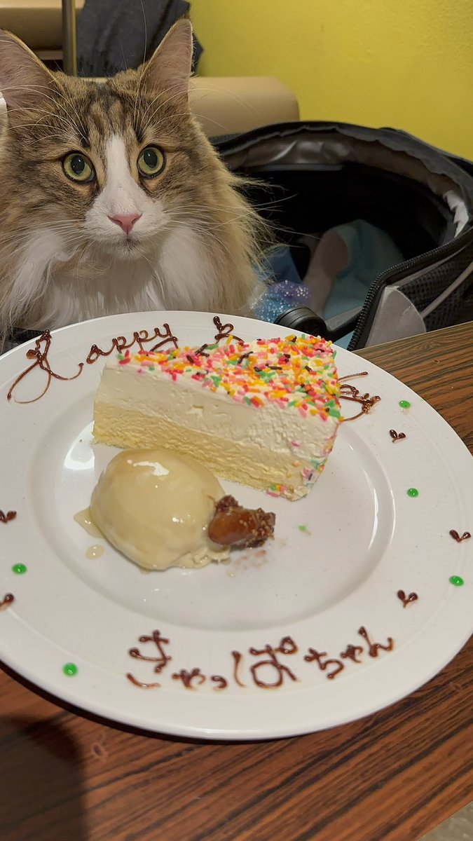 kyappachan's tweet photo. 12/10 七福神兄弟 爆誕✨
おめでとう🥳
2歳になりました️���

#rien_cats
僕の幼名 #毘沙門天 https://t.co/VSX38G2Mhp