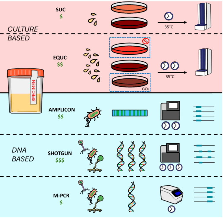 ASMicrobiology's tweet photo. Microbiology Monday: UTIs are common, though methods for diagnosing them are far from perfect. Scientists are developing accurate, quick assays that address some of these issues to guide effective treatment strategies. Learn more in #ClinMicroRev: https://t.co/RBbc4TgGLp https://t.co/yFMrTWzOOI