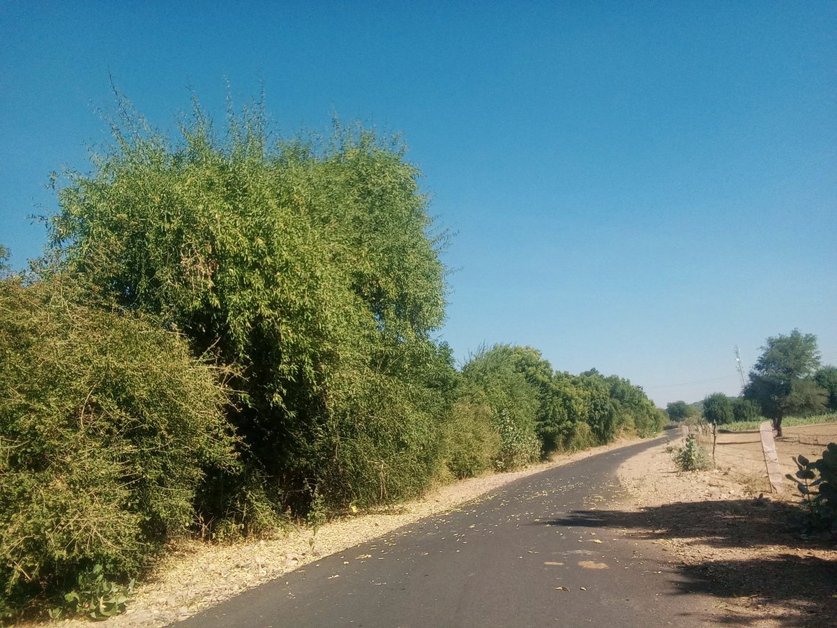 sukhdevjaa87150's tweet photo. 🌳🌳 पेड़ बचाओ जीवन बनावो 🌳🌳

प्रकृति हमारी जीवन रेखा है, जो हमें ऑक्सीजन, भोजन, और आश्रय प्रदान करती है। पेड़ हमारे पर्यावरण को स्वच्छ रखने में महत्वपूर्ण भूमिका निभाते हैं, और हमारे जीवन को समृद्ध बनाने में मदद करते हैं। https://t.co/Mf1vSCflRJ