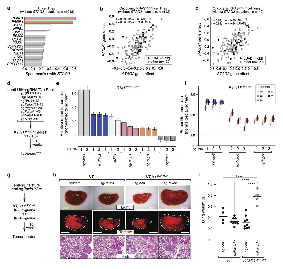 Journal of Experimental Medicine (@jexpmed) on Twitter photo .@EmilyAshkin et al <a href="/LabWinslow/">Monte Winslow's Lab</a> underscore important roles of STAG2 in suppressing lung tumorigenesis & highlight a STAG2-PAXIP1/PAGR1 tumor-suppressive program that may transcend cancer type. hubs.la/Q02-Y7_D0
<a href="/HaiqingXu3/">Haiqing Xu</a> <a href="/kinglhung/">King L Hung</a> <a href="/HowardYChang/">Howard Chang</a> <a href="/Jesse_R_Dixon/">Jesse Dixon</a> <a href="/ZXuSalk/">Zhichao Xu 徐志超</a> .@EmilyAshkin et al <a href="/LabWinslow/">Monte Winslow's Lab</a> underscore important roles of STAG2 in suppressing lung tumorigenesis & highlight a STAG2-PAXIP1/PAGR1 tumor-suppressive program that may transcend cancer type. hubs.la/Q02-Y7_D0
<a href="/HaiqingXu3/">Haiqing Xu</a> <a href="/kinglhung/">King L Hung</a> <a href="/HowardYChang/">Howard Chang</a> <a href="/Jesse_R_Dixon/">Jesse Dixon</a> <a href="/ZXuSalk/">Zhichao Xu 徐志超</a>