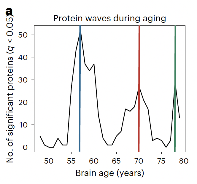 Eric Topol (@erictopol) on Twitter photo Plasma proteins and brain aging.
New <a href="/NatureAging/">Nature Aging</a>
Assessment of ~3,000 proteins in ~11, 000 <a href="/uk_biobank/">UK Biobank</a> participants w/ over 11,000 MRI phenotypes
1. Brain aging is non-linear, with protein waves at ages 57, 70 and 78 Plasma proteins and brain aging.
New <a href="/NatureAging/">Nature Aging</a>
Assessment of ~3,000 proteins in ~11, 000 <a href="/uk_biobank/">UK Biobank</a> participants w/ over 11,000 MRI phenotypes
1. Brain aging is non-linear, with protein waves at ages 57, 70 and 78