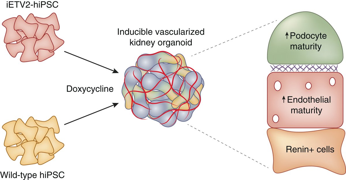 Kidney International (@kidney_int) on Twitter photo Enhancing kidney organoid maturity with inducible vascularization: another step forward for in vitro modeling
doi.org/10.1016/j.kint…
Original article: doi.org/10.1016/j.kint…
#KICommentary <a href="/UNCKidney/">UNC Kidney Center</a> <a href="/UNC_CBP/">Cell Biology and Physiology at UNC</a> #kidneyorganoid #organoid Enhancing kidney organoid maturity with inducible vascularization: another step forward for in vitro modeling
doi.org/10.1016/j.kint…
Original article: doi.org/10.1016/j.kint…
#KICommentary <a href="/UNCKidney/">UNC Kidney Center</a> <a href="/UNC_CBP/">Cell Biology and Physiology at UNC</a> #kidneyorganoid #organoid