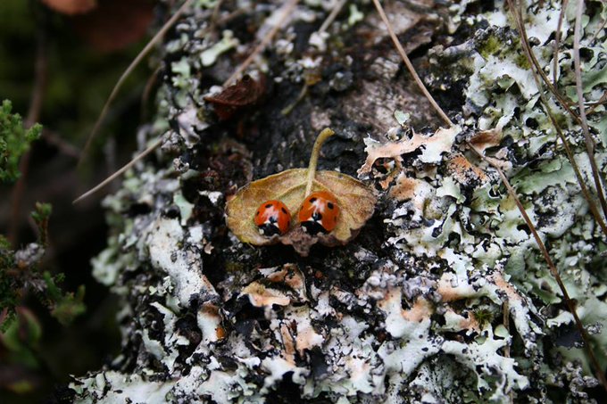 Our Ladybirds of Ireland dataset has recently been updated with data from November and the second round of our #LadybirdAtlas2025 surveys. 

The dataset now has 18,492 across 34 species, which is a great position to be in going into the final year of fieldwork.
