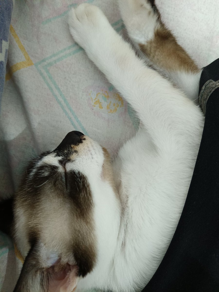 wparun's tweet photo. Gatitoooooooo pepeñito ❣️ https://t.co/rJ9Byg0OsB