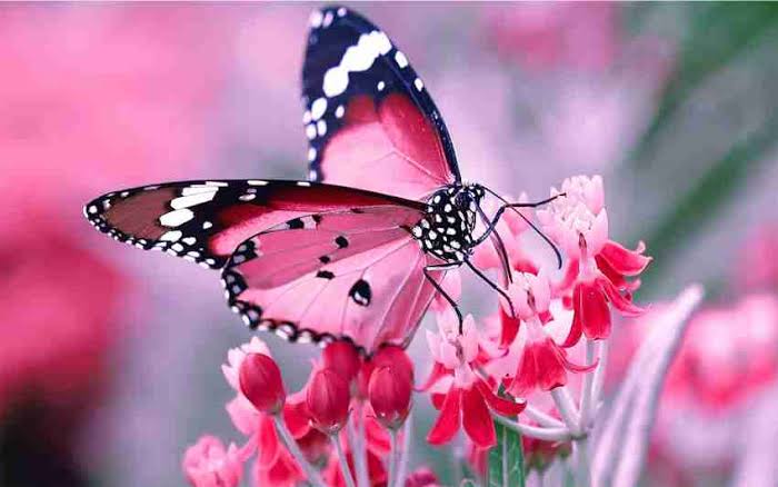 ہمیں مل گیا ہے ترا آستانہ کہیں اب نہ آنا کہیں اب نہ جانا
مقدر سے بگڑا ہو جس کے زمانہ یہاں اپنی بگڑی وہ قسمت بنا لے