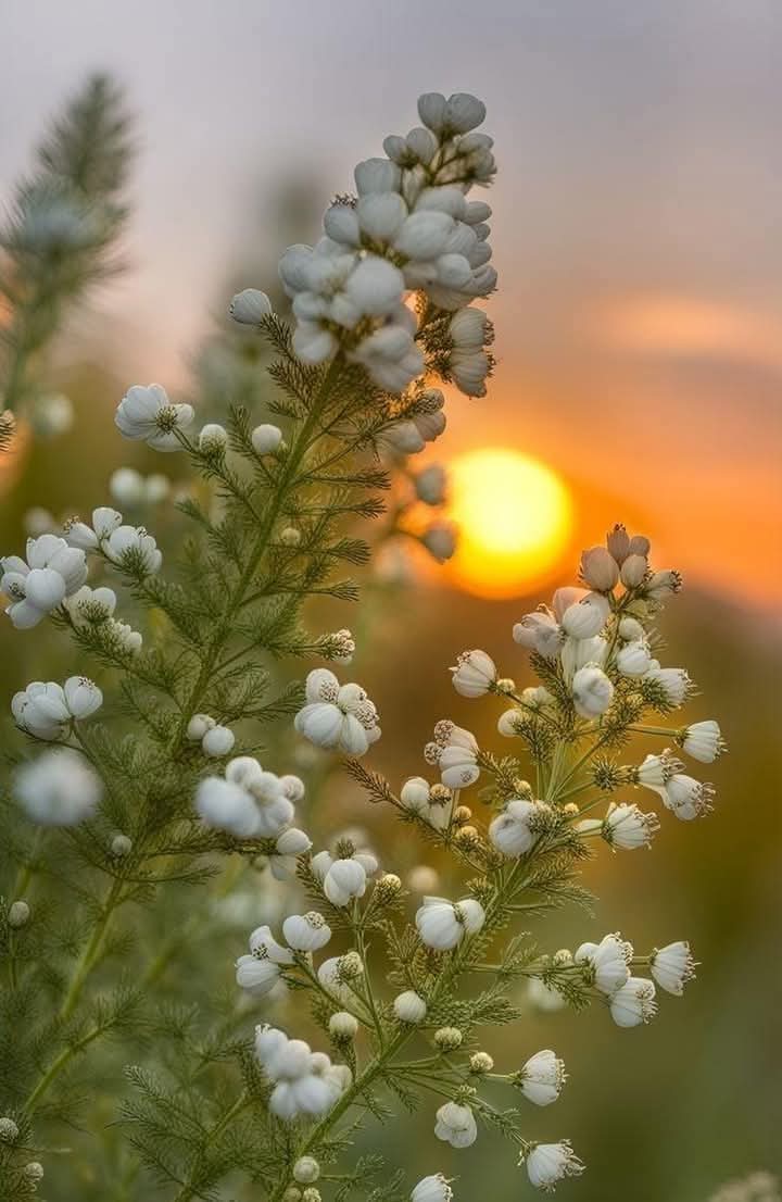 "شعور کا پہلا درجہ"
 خاموش رہنے کی عادت اپنانا۔۔۔
شعور کا دوسـرا درجہ۔۔
 بدتمیزی پر جواب نا دینا۔۔۔
 اور شعور کے تیسرے درجہ۔۔۔
 بداخلاقی کا جواب اخلاق سے دینا ہوتا ہے...
جو  لوگ آپ کو تکلیف دیتے ہیں .
 سمجھیئے کہ ان کی مثال تنگ جوتے کی مانند ہے جو آپ کے سائز کے نہیں ہیں
خوش رہیں