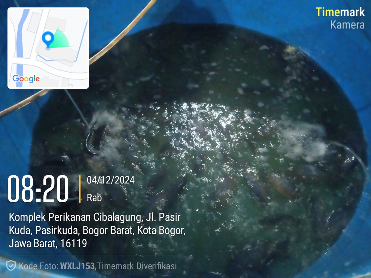 MPatekkai's tweet photo. Rabu (4/12), Patekkai, Luhkan Kota Bogor, Panen percontohan Penyuluh Perikanan ttg Budidaya Nila Bioflok Sipanen di SFV Cibalagung Kec. Bogor Barat, #GiatLuhkanSatminkalBogor #aktivitas @pusluh_bppsdm @brpbatpp_bogor @bppsdm_kp https://t.co/i0i77VpDKX