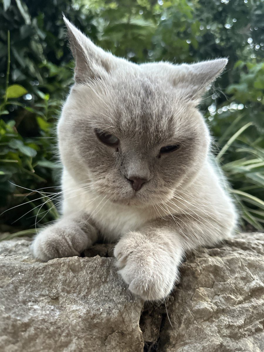 He is my proud and joy #cats