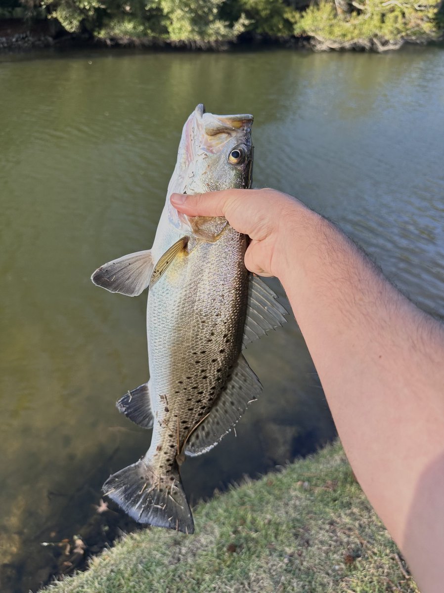 Kickin Their Bass TV tweet media