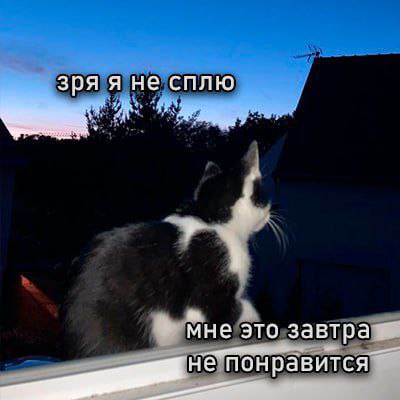 cats, i love cats (@catsilcats) on Twitter photo 