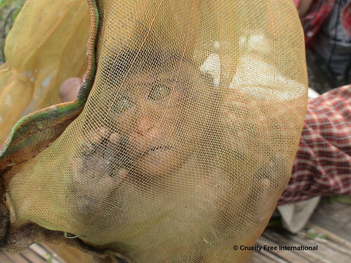 Action4Primates's tweet photo. Over 13,000 long-tailed #macaques were exported by #Cambodia for global animal testing industry in 2023, including 6,157 to Japan, 3,960 to Canada, 2,400 to China. Watch Bloomberg Investigates to find out the disturbing truth behind Cambodian monkey trade: https://t.co/iFyPQndkU7 https://t.co/1WmjSToN63