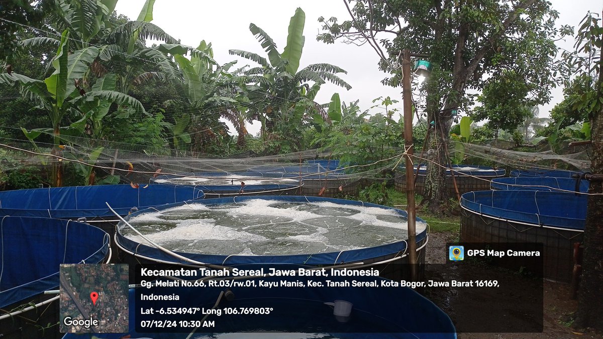 MPatekkai's tweet photo. Sabtu (7/12), Patekkai, Luhkan Kota Bogor, anjangsana dan pendampingan teknis Budidaya Nila Bioflok Sipanen di Pokdakan Al Ma'arij Berkah Farm Kel. Kayu Manis Kec. Tanah Sareal #GiatLuhkanSatminkalBogor #aktivitas @pusluh_bppsdm @brpbatpp_bogor @bppsdm_kp https://t.co/YLxtHWo3se