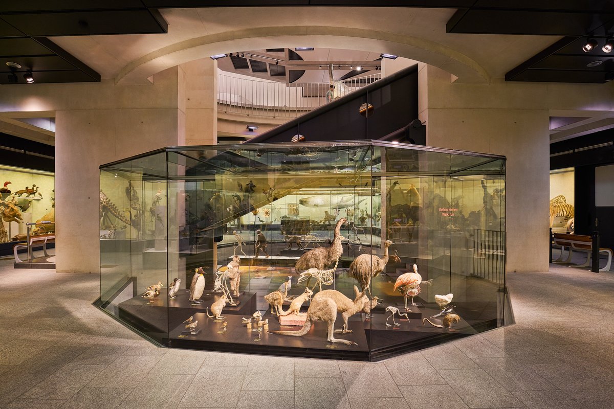 University of Zurich (@uzh_en) on Twitter photo The Natural History Museum of the UZH is getting a dose of anthropology. Exhibits on the ice age and Neanderthals as well as on different ways of walking on two legs have been added to its permanent collection: news.uzh.ch/en/articles/me… <a href="/UZH_Science/">UZH Science</a> The Natural History Museum of the UZH is getting a dose of anthropology. Exhibits on the ice age and Neanderthals as well as on different ways of walking on two legs have been added to its permanent collection: news.uzh.ch/en/articles/me… <a href="/UZH_Science/">UZH Science</a>