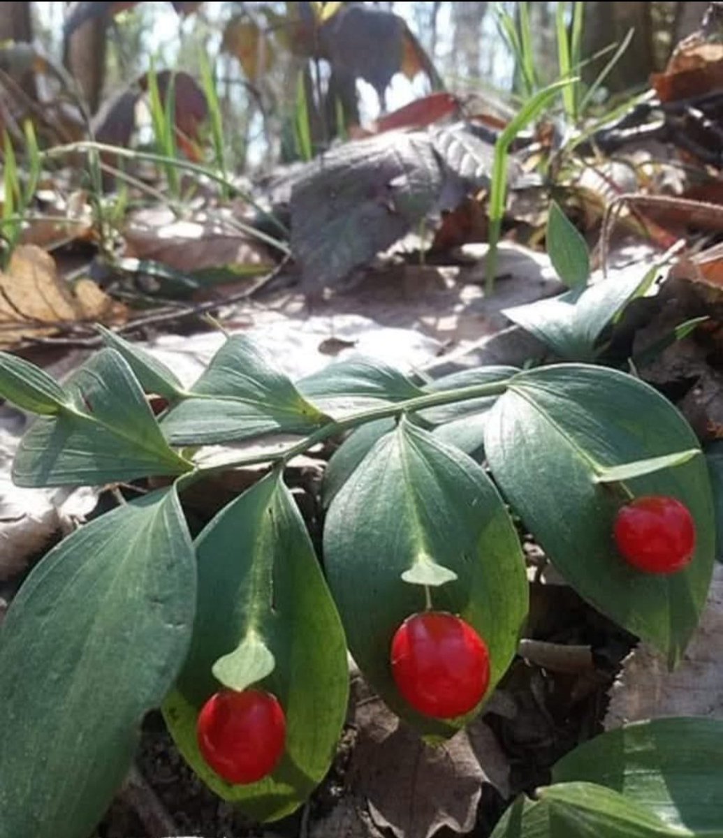 Yaprağından meyve veren "kokina bitkisi"
