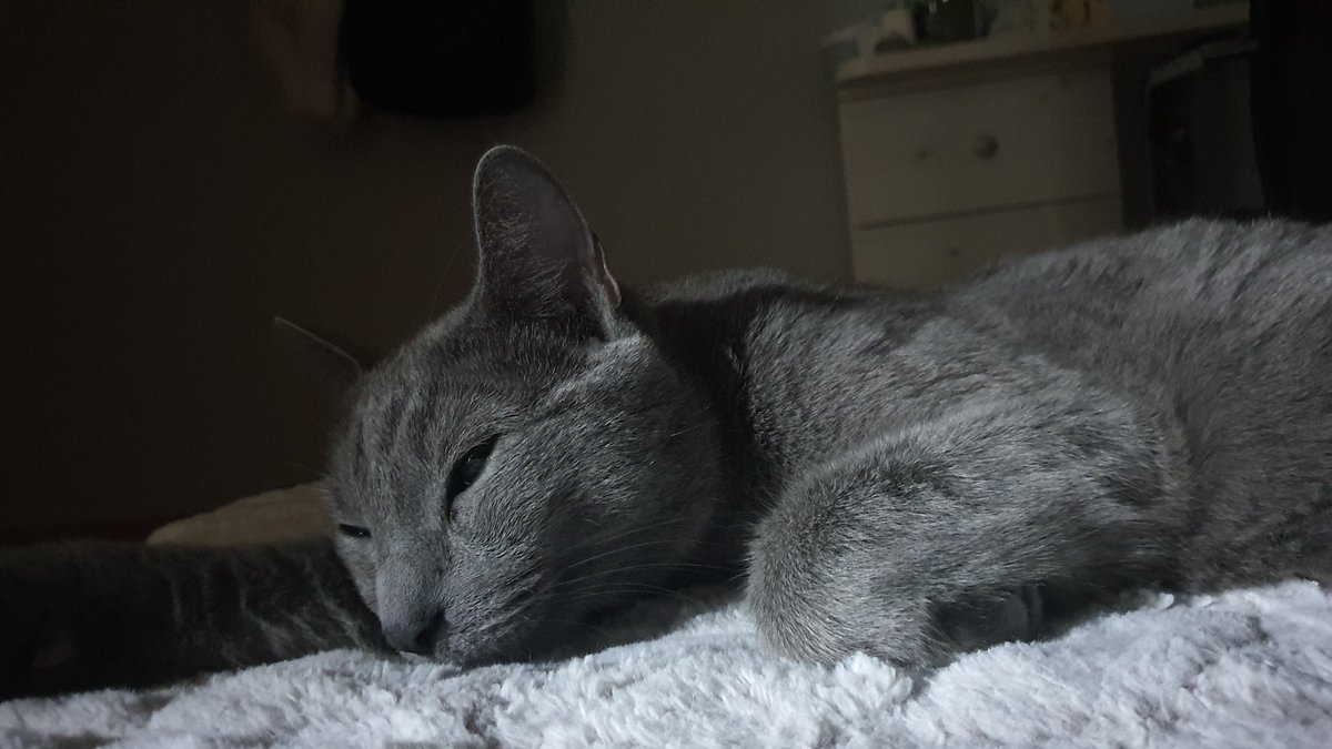 소심하게 투척해보는 주인님 사진