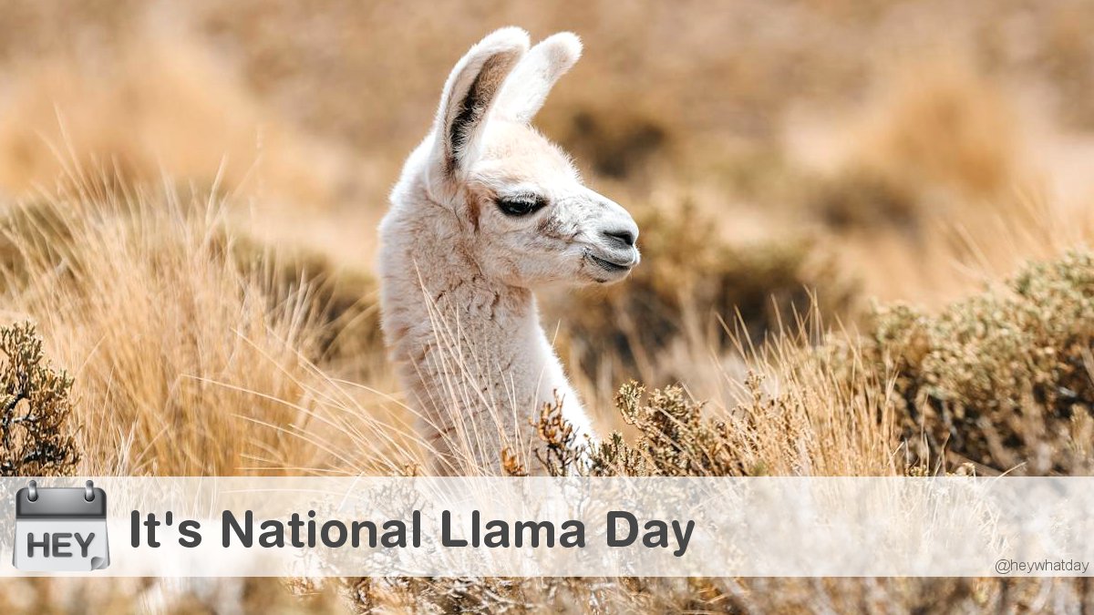 HeyWhatDay's tweet photo. It's National Llama Day!
#NationalLlamaDay #LlamaDay #Llama https://t.co/1UXc5aRv3Y