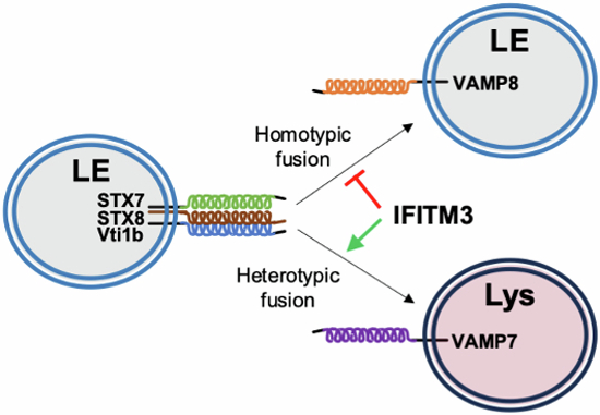 The EMBO Journal (@embojournal) on Twitter photo SNARE mimicry by the CD225 domain of IFITM3 enables regulation of homotypic late endosome fusion
Alex Compton and colleagues <a href="/compton_lab/">Alex Compton</a> <a href="/theNCI/">National Cancer Institute</a> <a href="/NIH/">NIH</a>
embopress.org/doi/full/10.10β¦ SNARE mimicry by the CD225 domain of IFITM3 enables regulation of homotypic late endosome fusion
Alex Compton and colleagues <a href="/compton_lab/">Alex Compton</a> <a href="/theNCI/">National Cancer Institute</a> <a href="/NIH/">NIH</a>
embopress.org/doi/full/10.10β¦