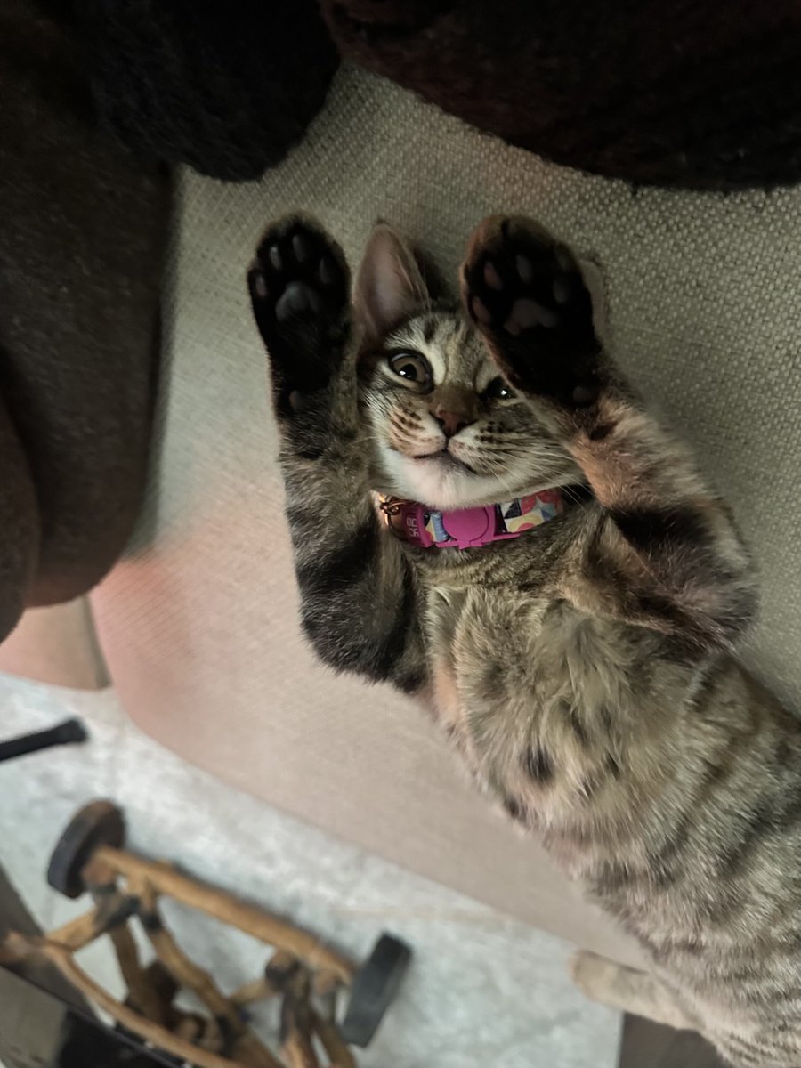 Tibitır bn geldimmm