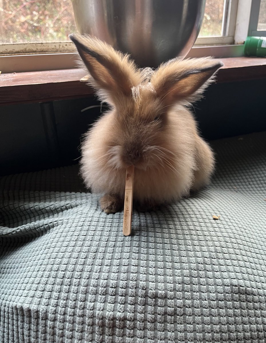 night blooming jasmine tweet media