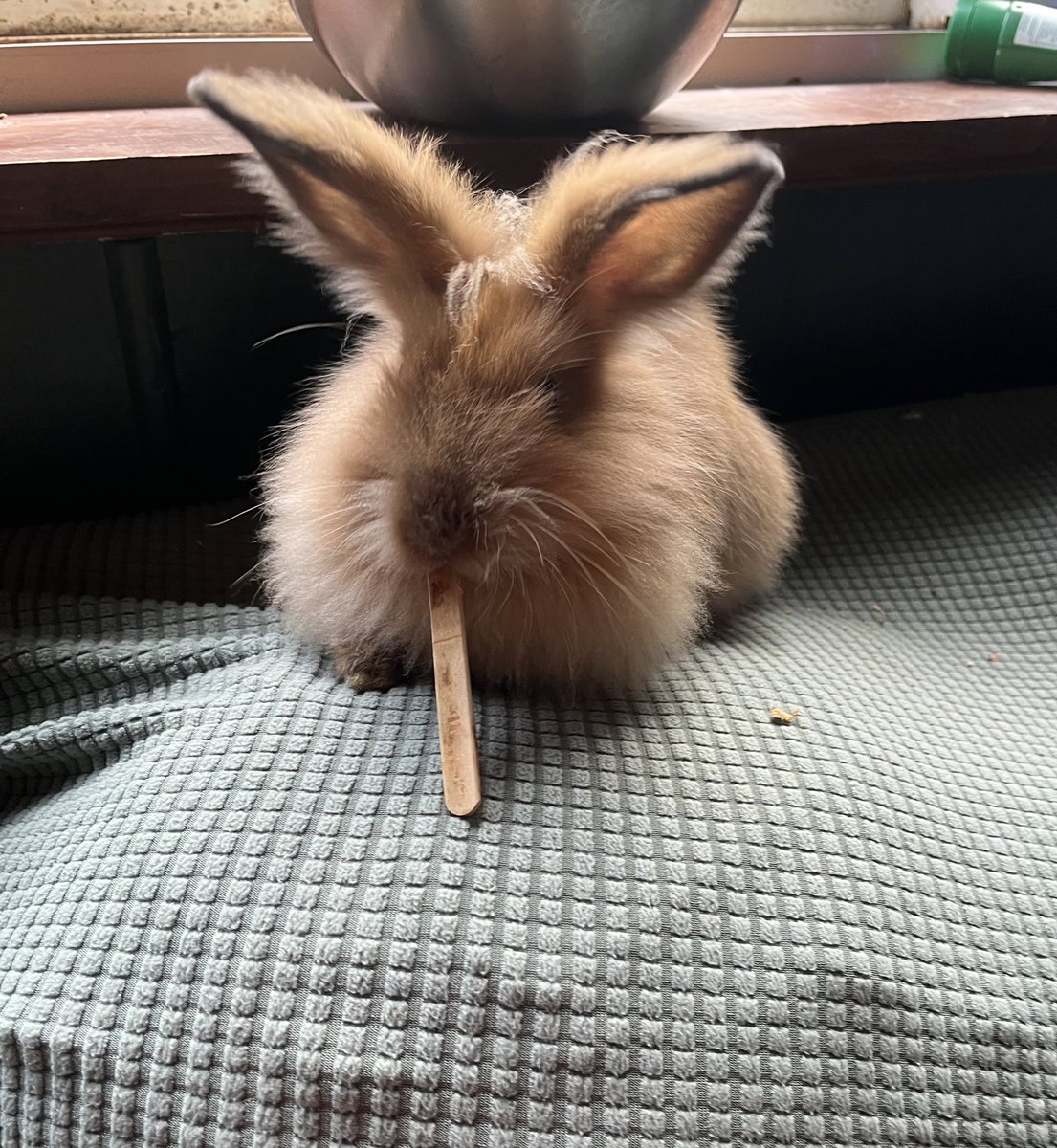 night blooming jasmine tweet media