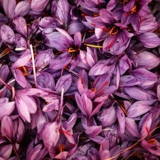 #برداشت_زعفران #روستای_گردشگری_حاجی‌کمال شهرستان #دزپارت

#خوزستان_ببین
#خوزستان_زیبا
#گردشگری