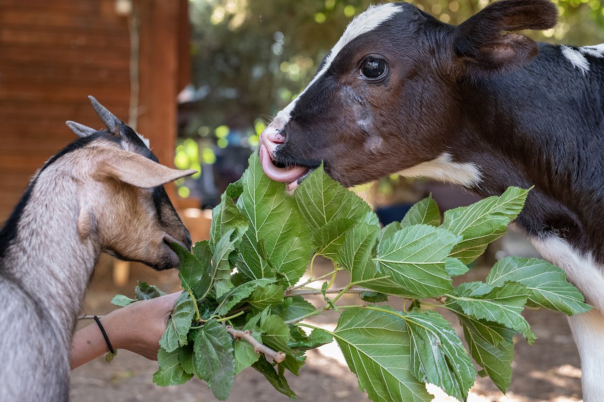 🌟 Check out our new article on Hungry Beautiful Animals by Matthew C. Halteman! 

This joyful, insightful book reimagines veganism as a path to abundance and flourishing for all life.

📖 Read more: sarx.org.uk/articles/books…

#HungryBeautifulAnimals #Veganism #Books