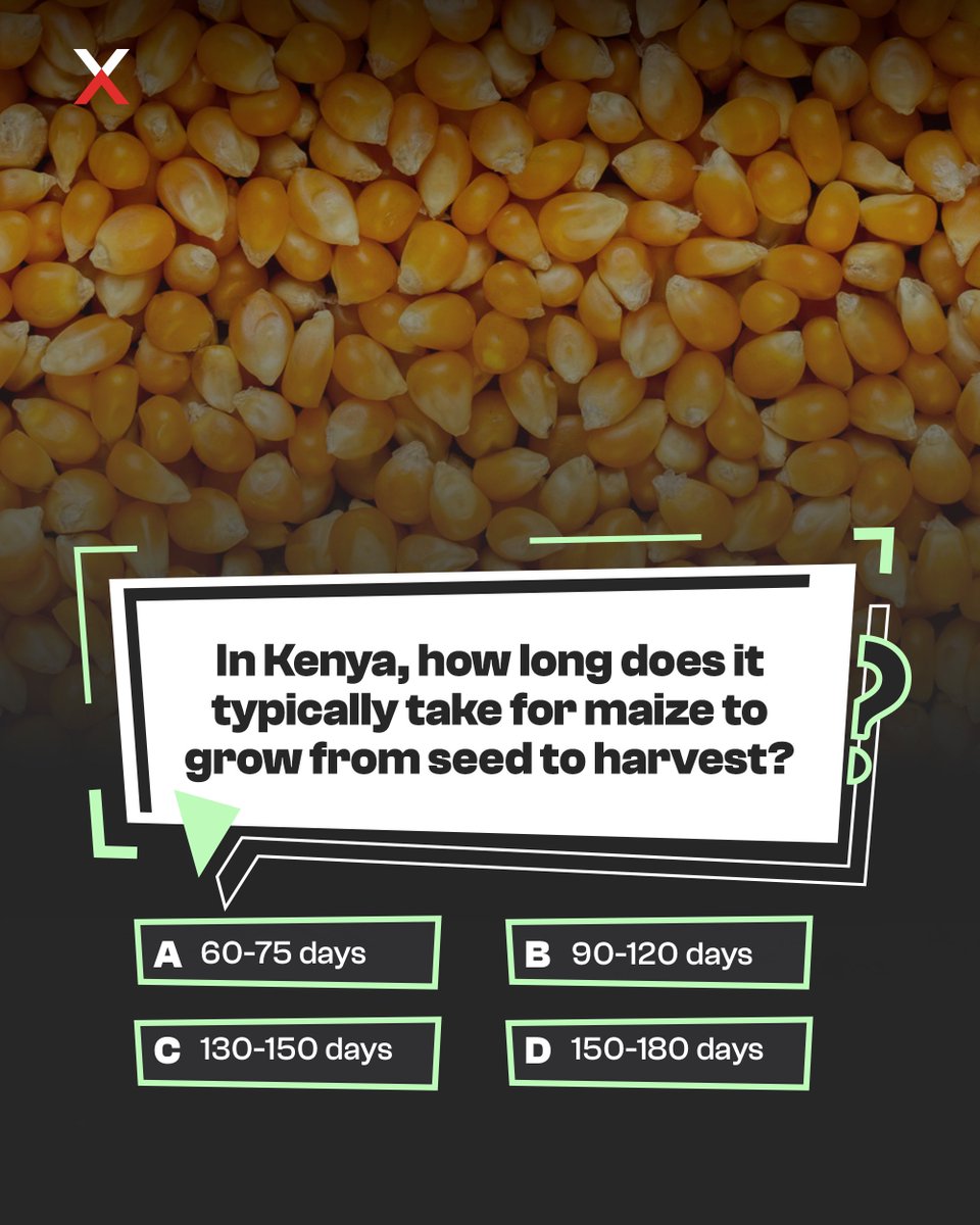 Let’s test our knowledge! 

Did you know maize is harvested at different times depending on the region? 
How long do you think it takes to grow maize in Kenya? 

Let us know in the comments and tag a friend to join the fun.