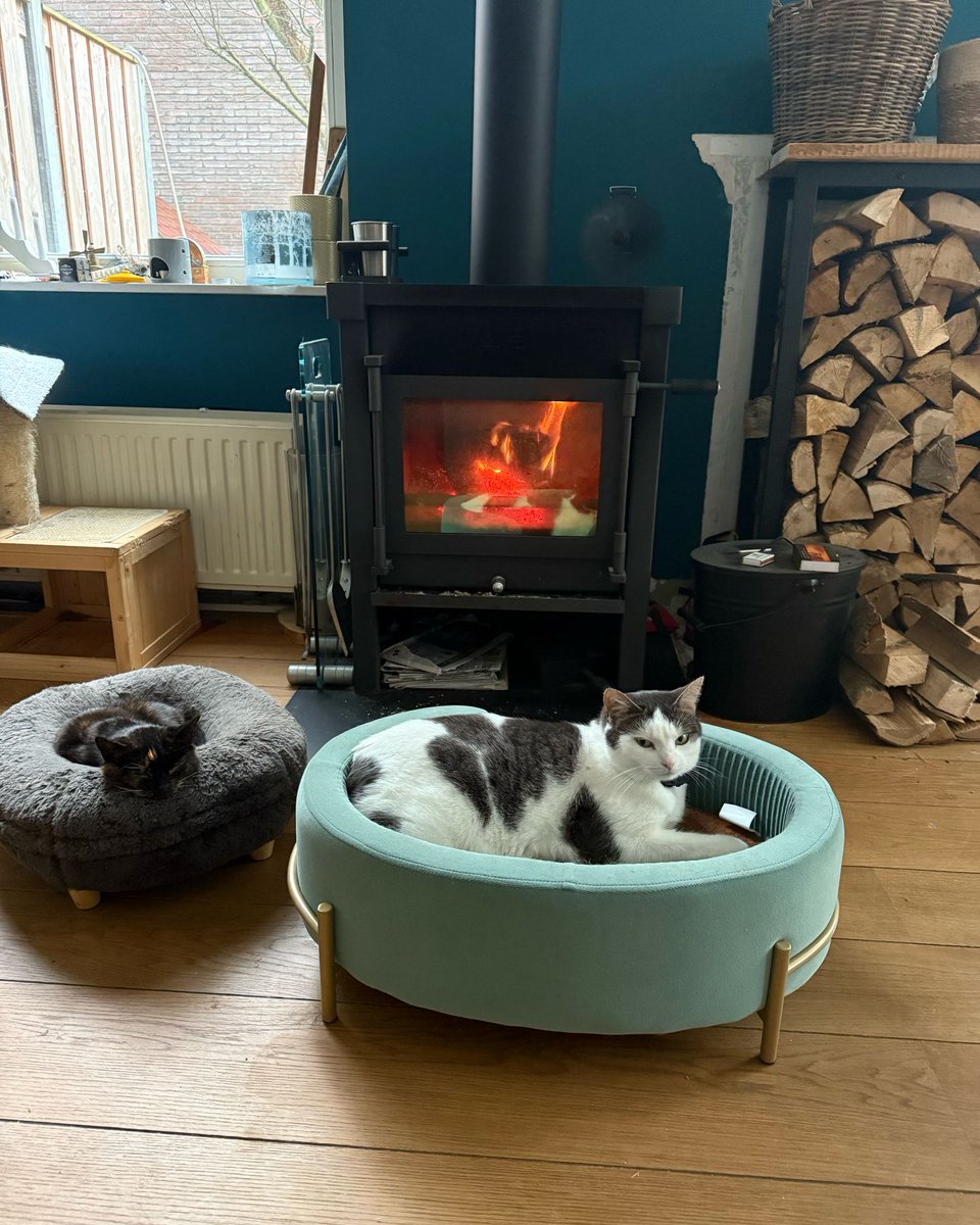 catcastletails's tweet photo. 🎶Kitties roasting by an open fire🎶
🐾 #tailsofcatcastle #adoptdontshop #cats #lovewins #rescuecat https://t.co/Urjbx2a0ML