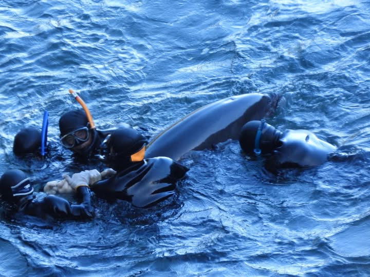 GodsAmericans's tweet photo. ~ RED COVE ~ OUR DOLPHINS WERE CAPTURED AND SLAUGHTERED BY THE KILLERS TODAY ~ 12-09-24 ~ 
~ 40-50 dolphins was driven into the Cove ~ Vegan for the Animals ~ mgfⓋ ~ #veganfortheanimals #thoushaltnotkill #taiji #TheCove #dolphins #ShameOnJapan #freepaulwatson #RedCove https://t.co/7ZuaKRNhJ4