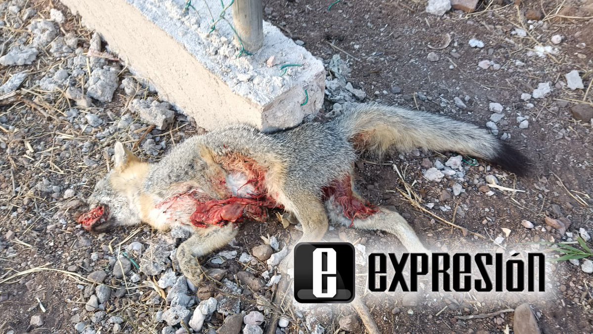 michelleriveraa's tweet photo. #URGENTE ⚠️ ¡Qué pena me dan estas imágenes! 

¿A quién se le ocurre levantar un cerco que lo único que dejaría es muerte a las especies de la zona? 

Esto es el Tular en #Guaymas, #Sonora 👇🏻

Necesitamos hacer algo aquí @gobiernosonora @PROFEPA_Mx https://t.co/XnCvZcRnLY