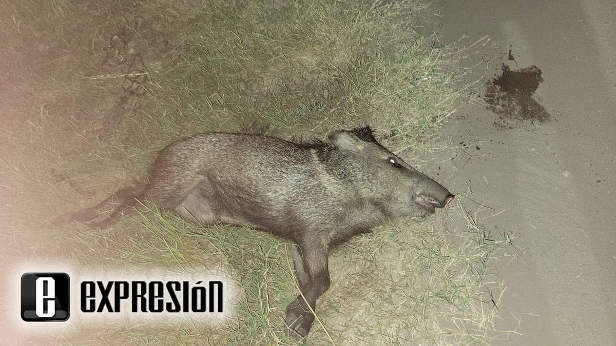 michelleriveraa's tweet photo. #URGENTE ⚠️ ¡Qué pena me dan estas imágenes! 

¿A quién se le ocurre levantar un cerco que lo único que dejaría es muerte a las especies de la zona? 

Esto es el Tular en #Guaymas, #Sonora 👇🏻

Necesitamos hacer algo aquí @gobiernosonora @PROFEPA_Mx https://t.co/XnCvZcRnLY
