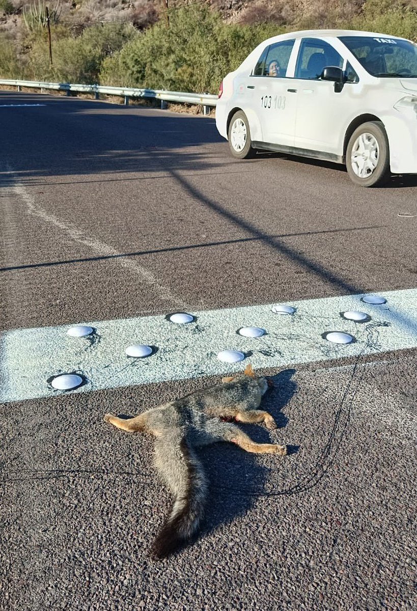 michelleriveraa's tweet photo. #URGENTE ⚠️ ¡Qué pena me dan estas imágenes! 

¿A quién se le ocurre levantar un cerco que lo único que dejaría es muerte a las especies de la zona? 

Esto es el Tular en #Guaymas, #Sonora 👇🏻

Necesitamos hacer algo aquí @gobiernosonora @PROFEPA_Mx https://t.co/XnCvZcRnLY