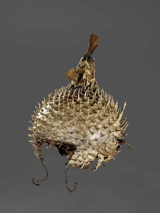 🐚The lack of metal led the peoples of #Micronesia to devise rather bizarre protections. In addition to the #sharktoothsword (which I discussed in a separate article) in the 18th-19th centuries in better Kiribati warriors wore helmets made from puffer fish.