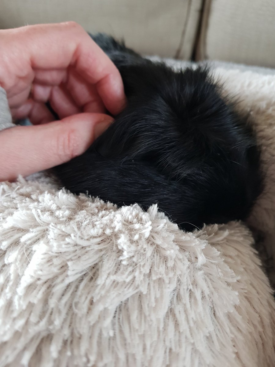 Sigourney Beaver 🎗️🐹🐎🐦🌳🧡🧡🧡 tweet media