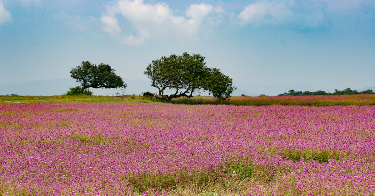 traveller_sumit's tweet photo. Kaas Plateau, Maharashtra

A valley of flowers that blooms between August and October. 🌸 Step into a fairy tale at this UNESCO World Natural Heritage site. https://t.co/vZwHYd1nYT