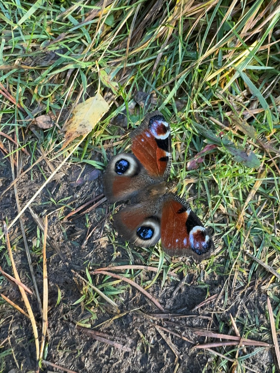 OutClassScot's tweet image. Emperor Butterfly warming up in The Cairngorms