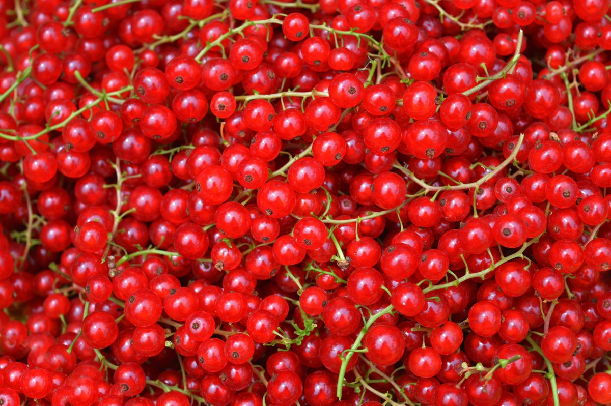 We now have fresh redcurrant in stock for that perfect Christmas garnish. <a href="/ThePigGuide/">ThePrandialPlayground</a>