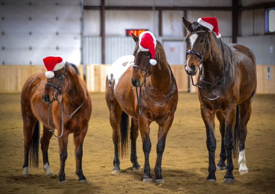 Ariat's tweet image. Santa's helpers. #Regram #ariateq 

PC: IG @ mv_equine