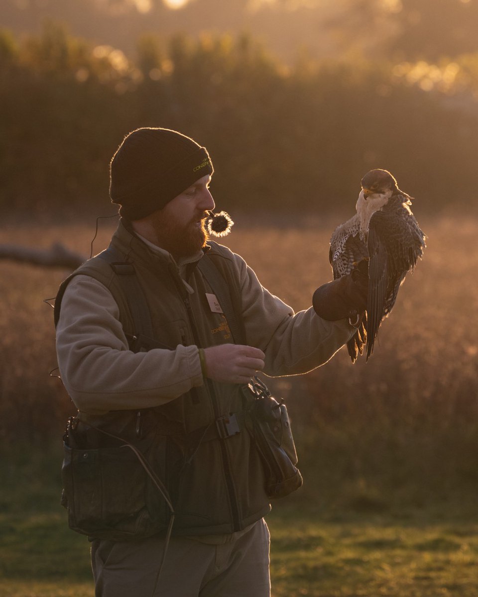 Hawk Conservancy Trust tweet media