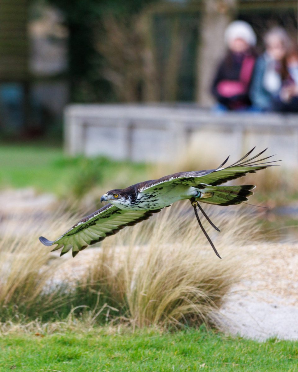 Hawk Conservancy Trust tweet media