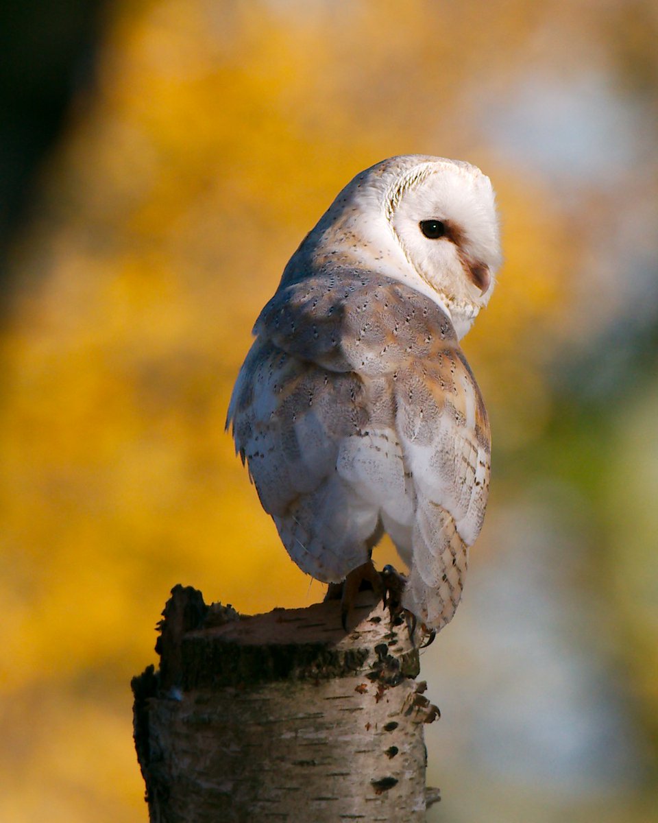Hawk Conservancy Trust tweet media