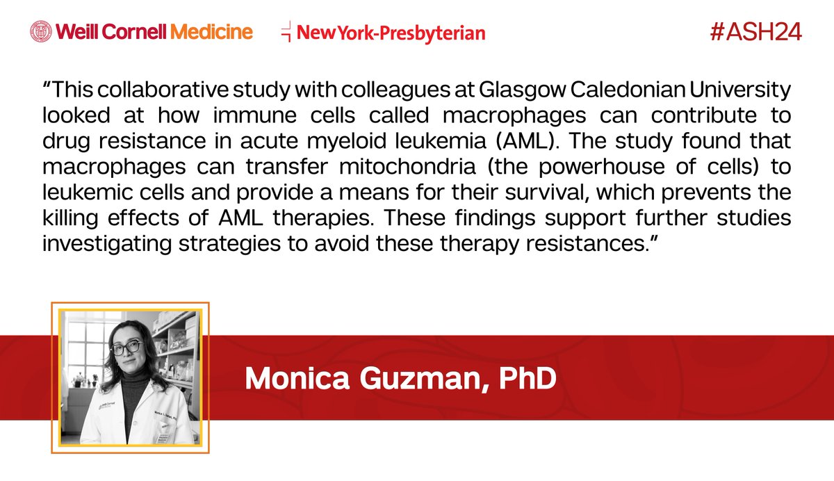 Weill Cornell Leukemia (@wcmleukemia) on Twitter photo .<a href="/DrMonicaGuzman/">Monica Guzman</a> was involved with #ASH24 #research in collaboration with <a href="/MarkWilliamsLab/">Williams Blood Cancer Research Group</a> <a href="/GCUReach/">GCU Research Centre for Health (ReaCH)</a> looking at how immune cells can cause therapy resistance in acute myeloid #leukemia (#AML): bit.ly/3ZvB9b0 .<a href="/DrMonicaGuzman/">Monica Guzman</a> was involved with #ASH24 #research in collaboration with <a href="/MarkWilliamsLab/">Williams Blood Cancer Research Group</a> <a href="/GCUReach/">GCU Research Centre for Health (ReaCH)</a> looking at how immune cells can cause therapy resistance in acute myeloid #leukemia (#AML): bit.ly/3ZvB9b0
