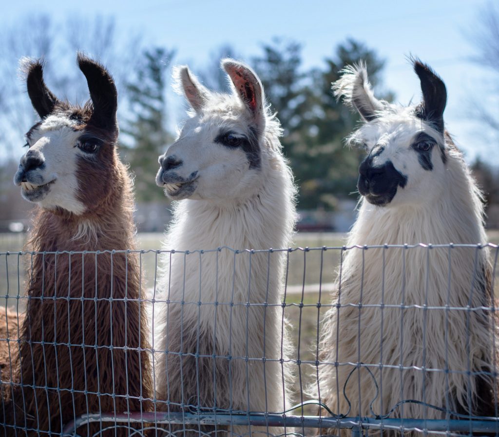 BIX Produce (@bixproduce) on Twitter photo Did you know that today is National Llama Day! For all of you Llama lovers out there make sure you find a way to celebrate🎉these fun and furry creatures as you place your <a href="/bixproduce/">BIX Produce</a> orders today!😁#bixproduce #respecttheproduce #nationalllamaday #instafun Did you know that today is National Llama Day! For all of you Llama lovers out there make sure you find a way to celebrate🎉these fun and furry creatures as you place your <a href="/bixproduce/">BIX Produce</a> orders today!😁#bixproduce #respecttheproduce #nationalllamaday #instafun
