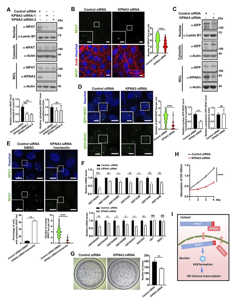 KPNA3 regulates #histone locus body formation by modulating condensation and nuclear import of NPAT, say Shui Bo Xu, Xiu Kui Gao, Zhang Bao, Yi Ting Zhou, Li Ling Zheng and colleagues <a href="/ZJU_China/">Zhejiang University</a>: hubs.la/Q02Z-y7P0

#Biochemistry #Organelles
