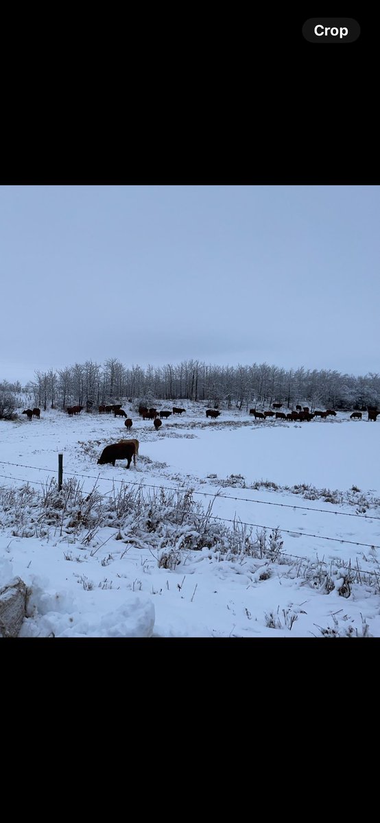 Mackayjdm's tweet photo. Some of the cows grazing in slough bottom after rain and snow the night before #ranchcows https://t.co/n97onOLtWB
