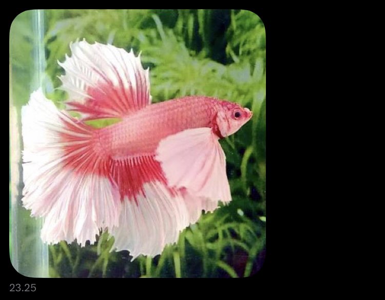 masih terpisah blm bersatu