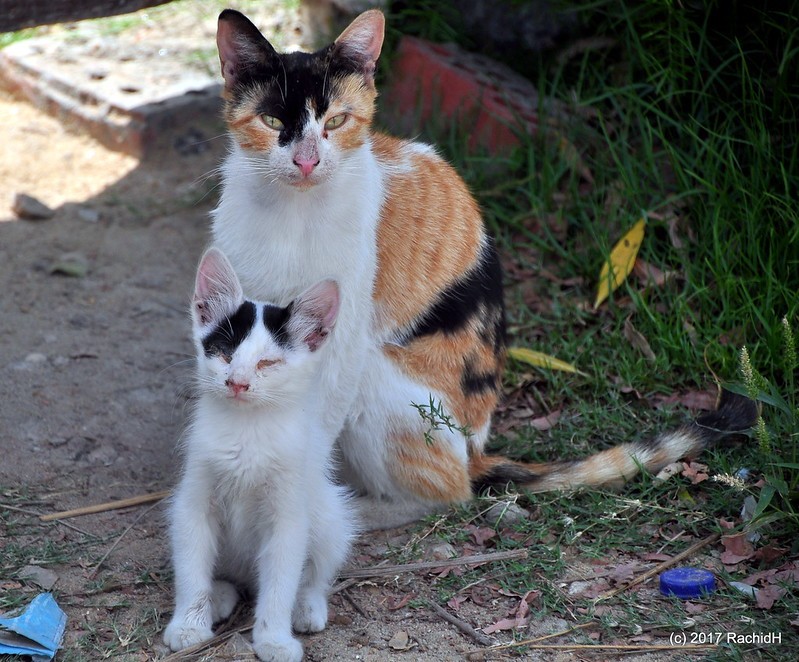 rachidH's tweet photo. #Stray #Cat #Cairo, #Egypt #straycats #cats #kitten #Chatton #straykitten #streetcats #Kitty #Chat #Matou #Chatdesrues 

Rachid H shared a photo with you from the Flickr app! Check it out:
https://t.co/y03gYTQo5Y https://t.co/aHxKW1ILmd