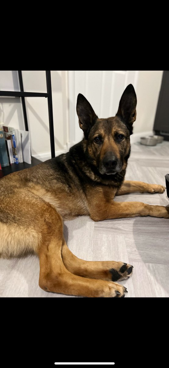 RPDJet's tweet photo. Happy heavenly 11th birthday to our precious brave boy RPD Jango, your 1st birthday in heaven. We miss you more than words can say. Hope you’re having a ball up there🪽🤍 https://t.co/8etdMGWcWg