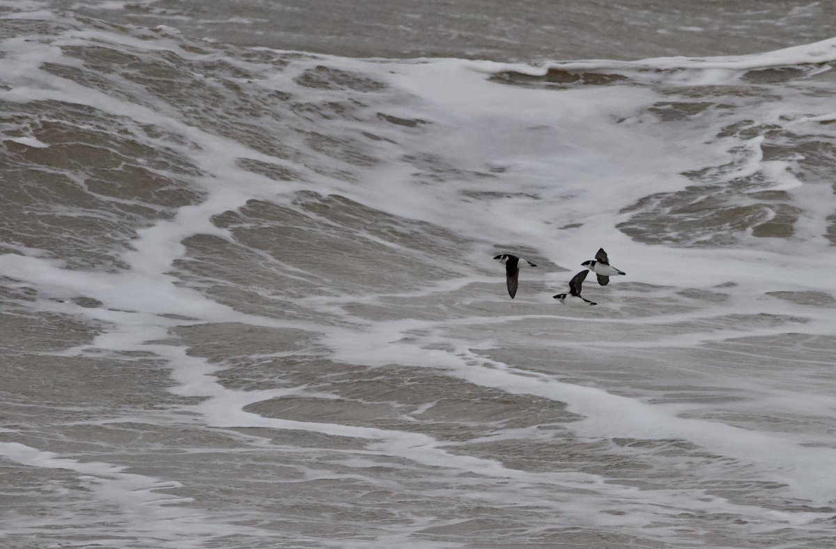 Mark Robanson tweet media